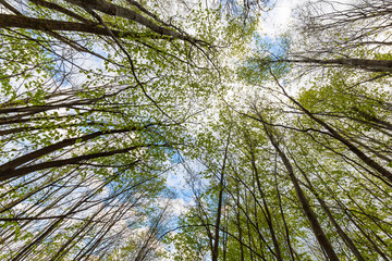 Beautiful aligned birch trees in the forest, with fresh green foliage, in spring