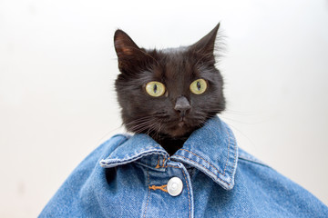 Portrait of a black cat dressed in a blue jeans. Pet in clothes