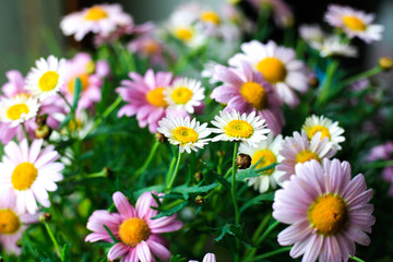 Field of daisy flowers. Colourful bouquet of rose camomile. Spring violet flowers with bright emerald green leaves and water drops. wild nature floral composition. Gardening and floral design theme