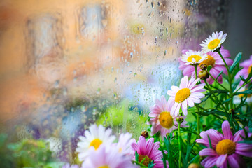 Spring rose daisy flowers behind the window with drops of water on glass and street view in background