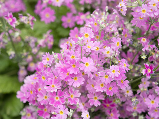 Obraz premium Kwiaty Primula