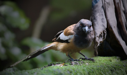 Gold and Black bird | Rainy season,cloudy atmosphere