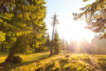 Fresh scenery in a mountain forest with beautiful rays at sunrise