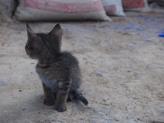 Cats playing with blue-colored powder, Chaouen (Chefchaouen), Morocco