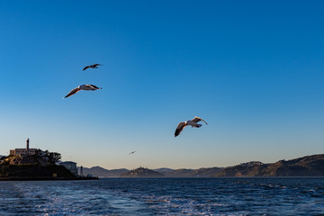 Fototapeta na wymiar Scenic view of the San Francisco Bay with flying Sea gull, islands and Alcatraz