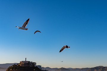 Scenic view of the San Francisco Bay with flying Sea gull, islands and Alcatraz