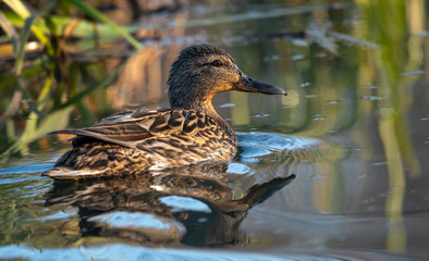 Krzyżówka, kaczka krzyżówka (Anas platyrhynchos)  © Arkadiusz Baczyk