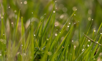 Źdźbła trawy, pokryte poranną rosą, rozświetloną wschodzącym słońcem. © Arkadiusz Baczyk