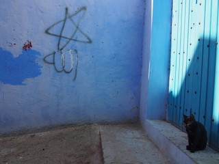 Cat resting in the old town surrounded by blue exterior walls, Chaouen (Chefchaouen), Morocc