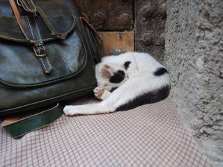 A cat taking a break in front of a souvenir shop, Chaouen (Chefchaouen), Morocco