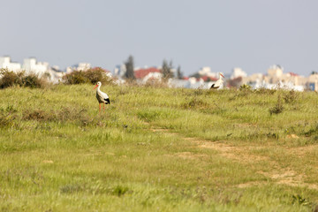 Two wild storks is standing front of city buildings
