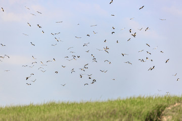 Big flock of a storks flying over a field