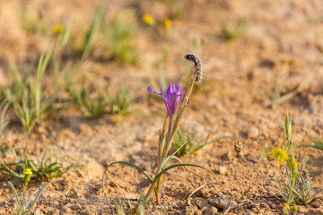 One purple iris flower with furry caterpillar