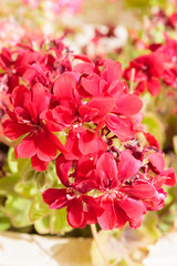 Some red geranium flowers