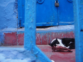 Cat resting in the old town surrounded by blue exterior walls, Chaouen (Chefchaouen), Morocc