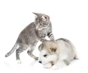 The kitten put his front paws on the next sitting malamute puppy. Isolated on a white background