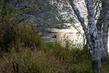 ein Bergsee, der den Himmel neben hohen Gräsern widerspiegelt © Taya