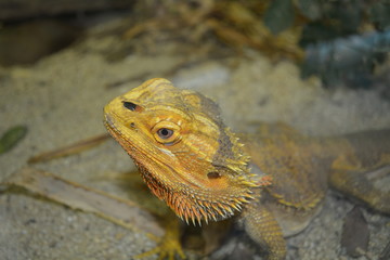 bearded dragon lizard