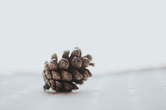 Close-up Of Pine Cone On Table