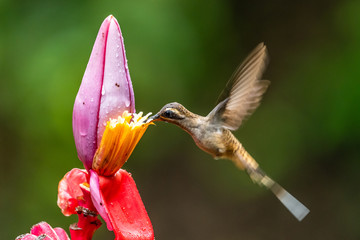 Blue hummingbird Violet Sabrewing flying next to beautiful red flower. Tinny bird fly in jungle. Wildlife in tropic Costa Rica. Two bird sucking nectar from bloom in the forest. Bird behaviour