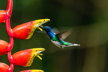 Blue hummingbird Violet Sabrewing flying next to beautiful red flower. Tinny bird fly in jungle. Wildlife in tropic Costa Rica. Two bird sucking nectar from bloom in the forest. Bird behaviour