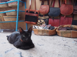 A cat taking a break in front of a souvenir shop, Chaouen (Chefchaouen), Morocco