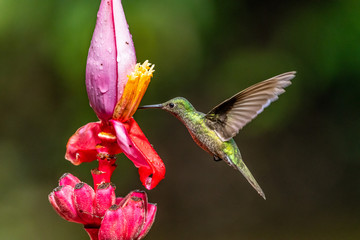 Blue hummingbird Violet Sabrewing flying next to beautiful red flower. Tinny bird fly in jungle. Wildlife in tropic Costa Rica. Two bird sucking nectar from bloom in the forest. Bird behaviour