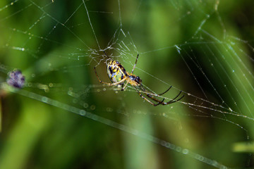 Araña