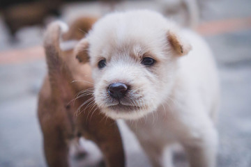 portrait of a small dog