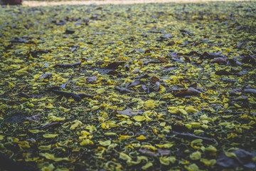 green moss background