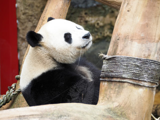 Obraz premium panda eating at panda palace indonesia safari park