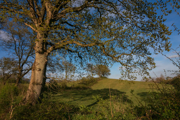 old oak tree and rural hill landscape with green field in spring