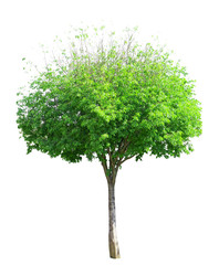 Single tree isolated, evergreen leafs dicut on white background with clipping path