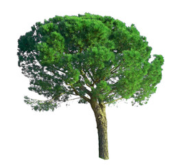 A Stone Pine tree, known as Italian stone pine, botanical name Pinus pinea, an umbrella form tree dicut, isolated on white background with clipping paths