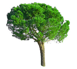 A Stone Pine tree, known as Italian stone pine, botanical name Pinus pinea, an umbrella form tree dicut, isolated on white background with clipping paths