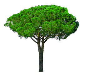 A Stone Pine tree, known as Italian stone pine, botanical name Pinus pinea, umbrella shape tree dicut, isolated on white background with clipping paths