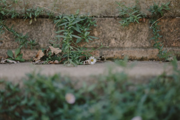 Plain nature background with sandstone texture featuring small white seaside daisies and fallen leaves