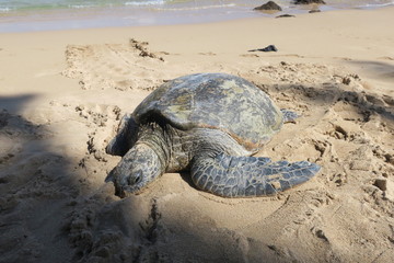Sea turtle in maui