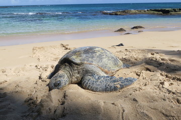 Sea turtle in maui