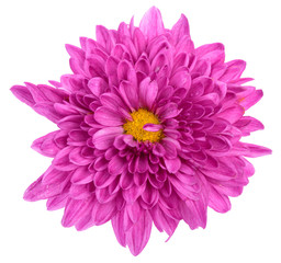 Magenta chrysanthemum isolated on white background
