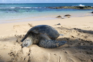 Sea turtle in maui