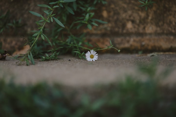Plain nature background with sandstone texture featuring small white seaside daisies and fallen leaves