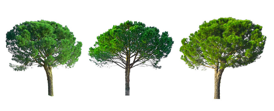 Set of Stone Pine trees collection isolated on white background with clipping paths , known as Italian stone pine, botanical name Pinus pinea, umbrella shape trees dicut