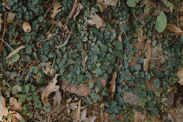 Wild ivy creeper growing across red brick garden path
