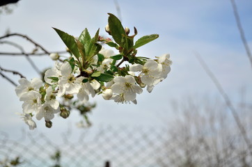 cherry bloom on the sky background