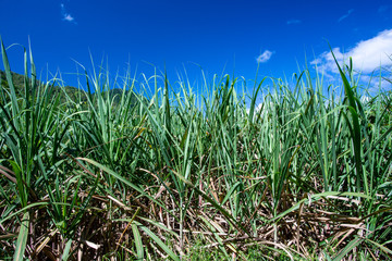 Obraz premium さとうきび畑