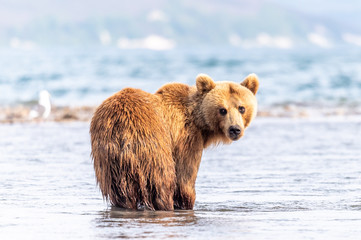 Fototapeta premium Ruling the landscape, brown bears of Kamchatka (Ursus arctos beringianus)