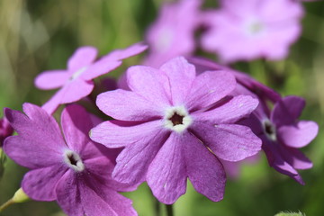 サクラソウの群生