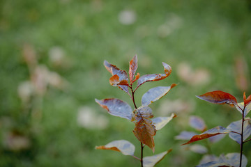 Close up image of deep burgundy leaves with blurred background
