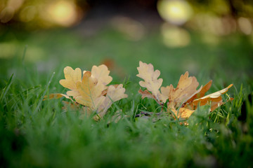 Vibrant yellow leaves lying on green grass after falling from oak tree in Autumn